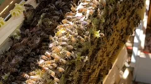 SMZ Farms Busy Bees