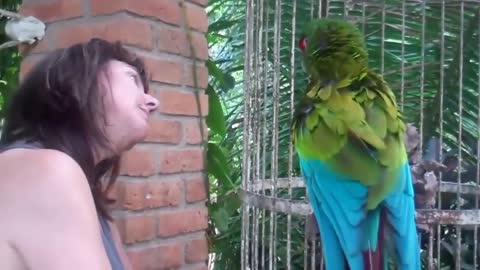 cute parrot talking - smart and funny parrots