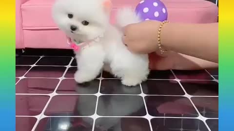 Rumble / cute baby dog