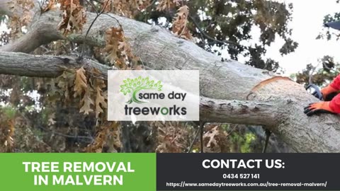 Efficient Tree Removal in Malvern: Expert Solutions