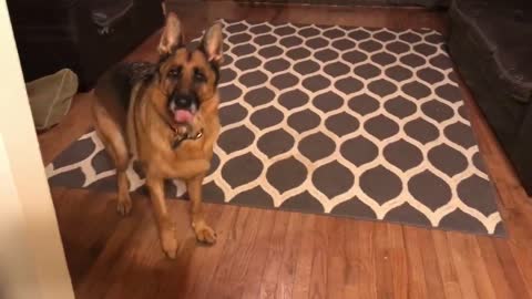 Overly Excited Dogs Lose Their Mind To The News They Are Visiting Starbucks