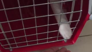 White cat in a cage puts its paw out to owner