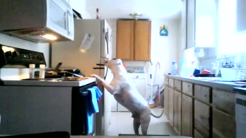 Hidden Camera Footage Shows Sneaky Dog Raiding The Fridge