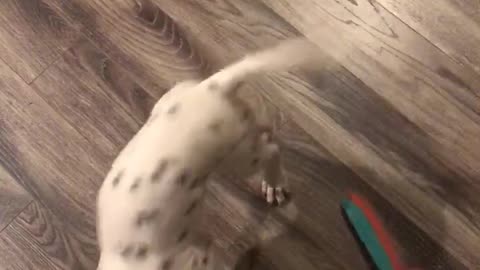 Rambunctious Dalmatian puppy playing with her toy