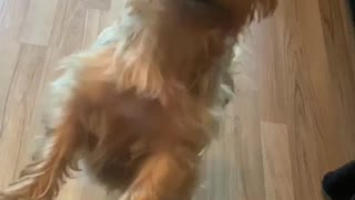 Yorkie can't take no for an answer