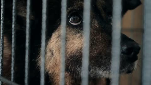 Portrait of sad dog n shelter behind fence waiting to be rescued and adopted to new home