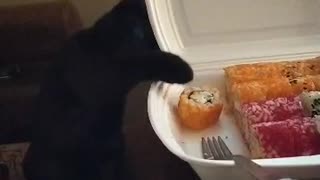 A cat named Greta tries to steal sushi