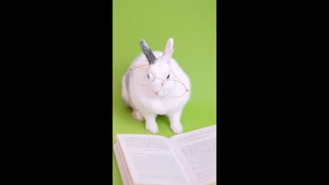 Bunny Hates Glasses, Reading, and High Expectations #animals #funny #comedy