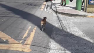 Dog Has Some Serious Street Smarts