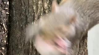 Handing Rescued Baby Squirrels Back to Mama