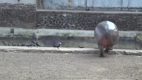 Giant Hippo trying to climb out of cage inside Zoo