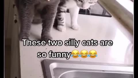 These two silly cats