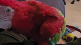 Macaw Climbs On Dog