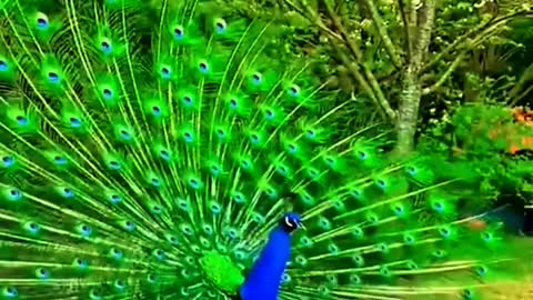 || peacocks || Peafowl || birds ||