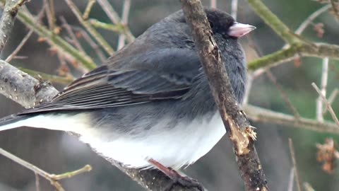 Dark-eyed junco