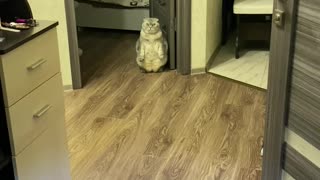 Kitty Gives Guests an Unusual Greeting