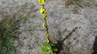 Verbasco ( Verbascum phlomoides ) serve para hemorroidas e asma