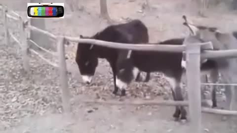 This video proves that not every jackass is a donkey