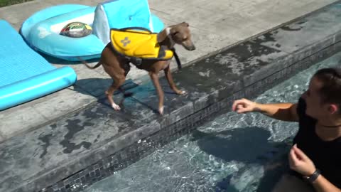 Teaching My puppies How To Swim