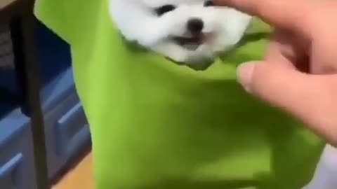 Cute puppy