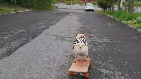 Bulldogs skateboard down the stairs