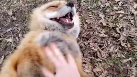 Fox laughing