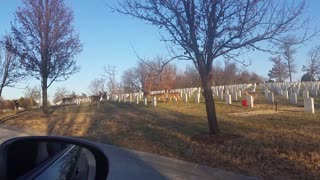 Deer grazing at Jefferson Barracks Cemetery