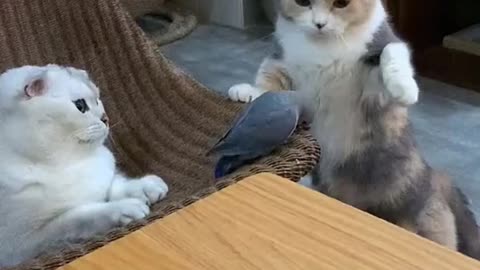 The cat was joking with her friend the parrot