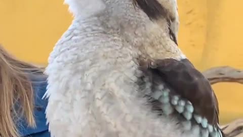 Laughing Bird | Kookaburra also known as the “bushman’s alarm clock”