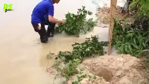 Wow! Smart Man And Boy Catch A Lot Of Fishes In Rice Field By Deep Two Hole Fish Trap