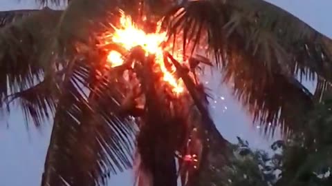 Fire Engulfs Palm Tree After Lightning Strike