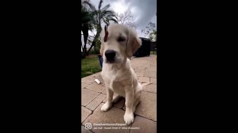 Butterfly gently lands on Golden Retriever's nose