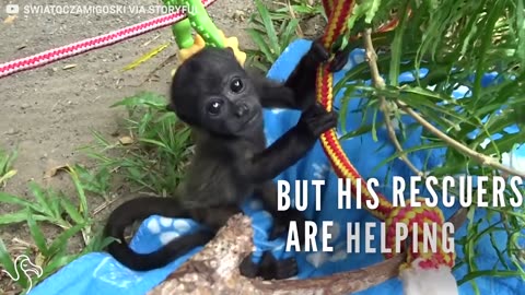 Baby Howler Monkey Is About To Need A Bigger Jungle Gym