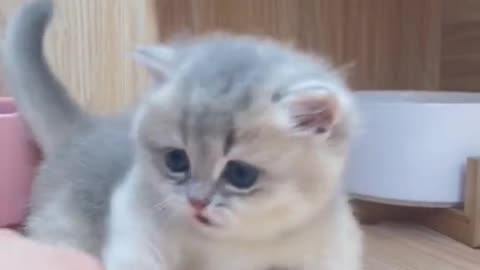 CUTE CATS VIDEOS😻😻😻