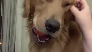 Adorable Golden Retriever can't resist a good ear scratch