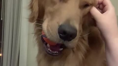 Adorable Golden Retriever can't resist a good ear scratch