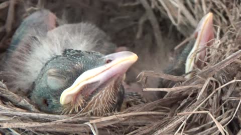 Baby Robins