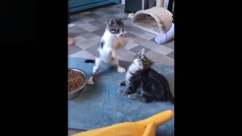 Kittens playing with Fake Mouse | Kittens Catching Fake Mouse | Funny video.