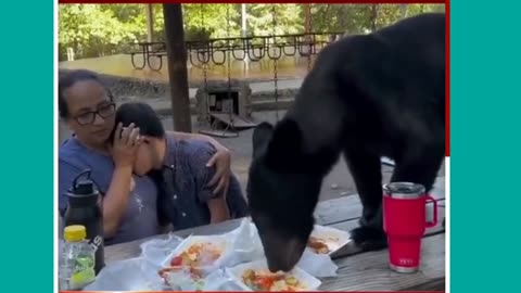 The Bear suddenly Jumped on the Mother and Son's Picnic Table