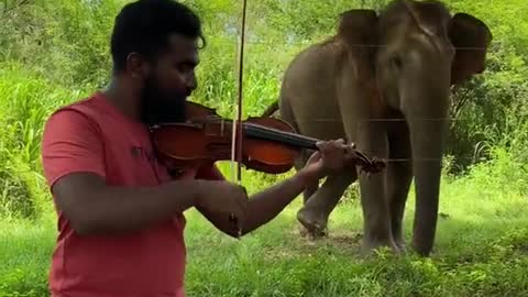 A Grate Man Help to Amazing Big Elephant to Enjoy Music Of His Violin.