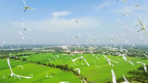 Birds by Drone