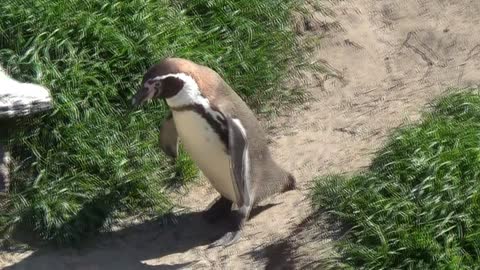 Jackass Penguin Sounds Like Donkey