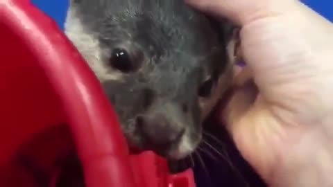Lovely Otter begs for more attention and asks people to pet him