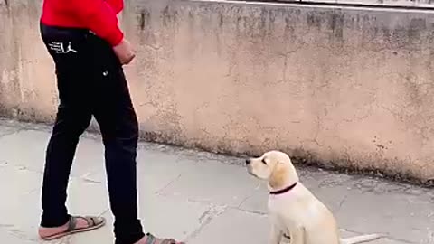 Dog Bark training