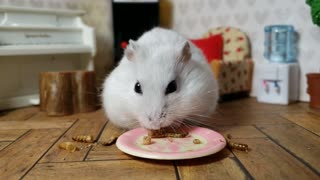 🐛💜Hamster videos for children: tiny hamster has a snack