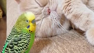 Кот и птица, милые животные #2
