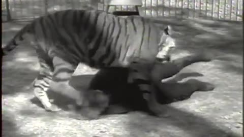 Crazy Girl Fights Tiger (History's Playlist)-Animals