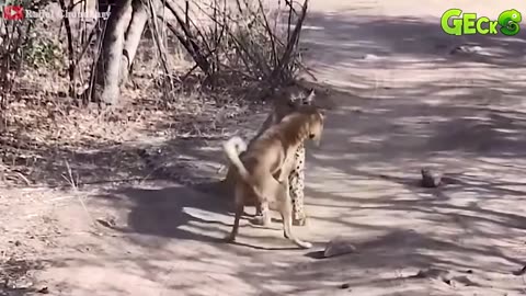 Ruthless When Dogs Are Attacked By Tigers, Leopards, Lions... | Animal Fight