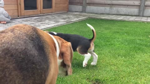 How to House Train Your Puppy - Funny 😍 🐶 😂