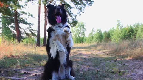 Big and funny black and white trained dog whirling on command